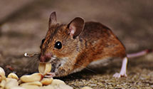 24 Hour & Emergency Exterminators in Schefield, ND